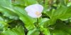 A close up shot of a white bushland lily