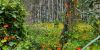 Bushland filled with bright orange bushland flowers