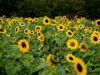 Sunflowers, Sunflower Field